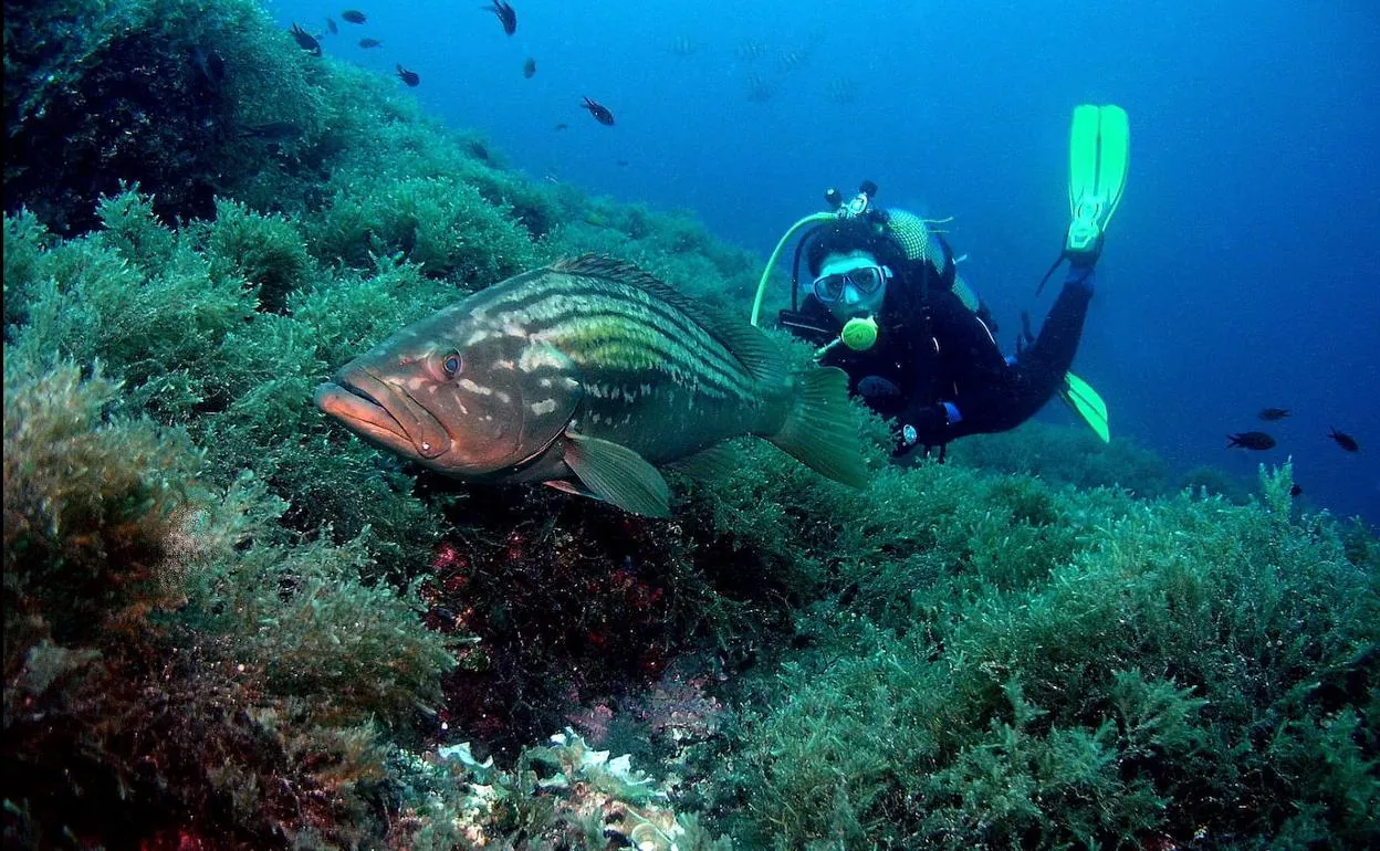 Buceador junto a un mero en la reserva marina de Cabo de Palos – Islas Hormigas